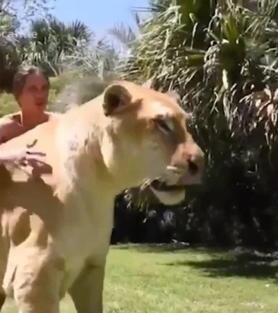 liger-felino-grande-mundo-tigre-leon-foto-video-enorme