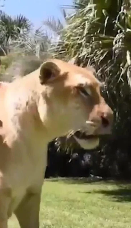 liger-felino-grande-mundo-tigre-leon-foto-video-enorme