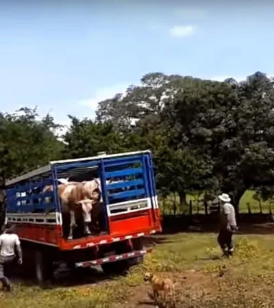 camioneta-ganado-secuestro-bovinos-san-rafael-policiales-