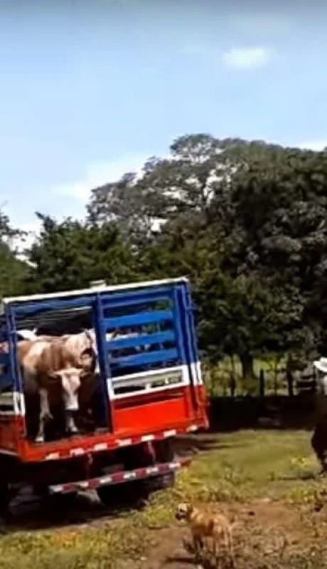 camioneta-ganado-secuestro-bovinos-san-rafael-policiales-