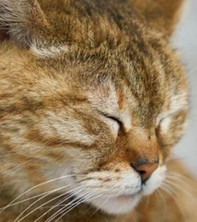 gato-triste