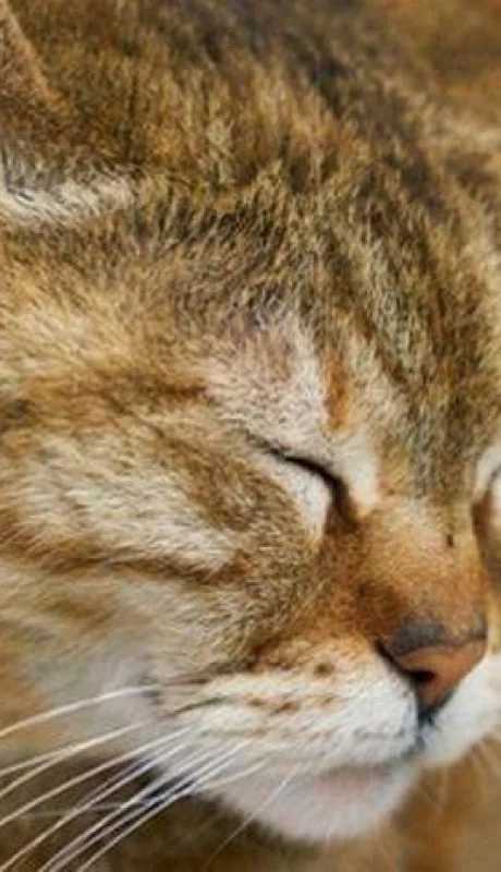 gato-triste