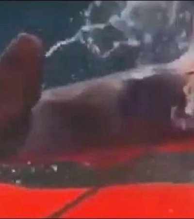 video-lecortaron-lacola-a-un-tiburon-y-lo-devolvieron-al-mar