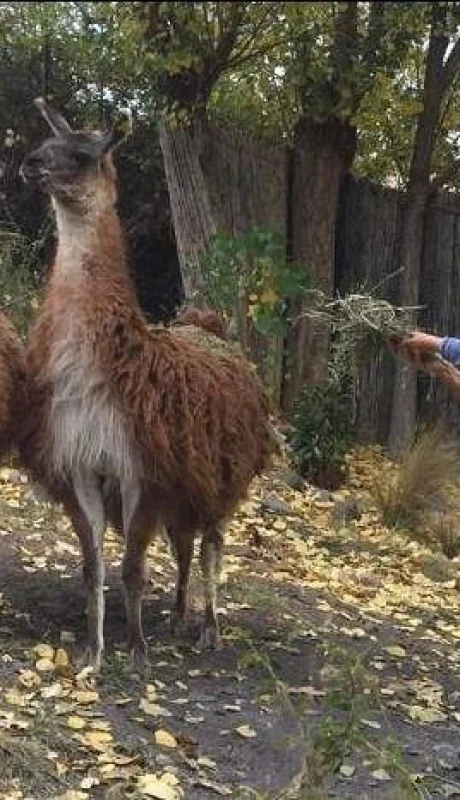 ecoparque-mendoza-argentina