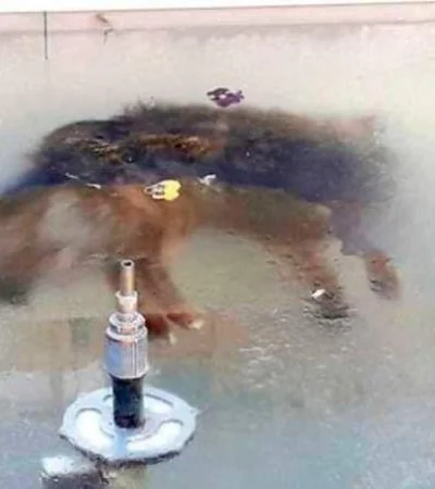 perro-congelado-fuente-bolivia-foto-invierno-viral