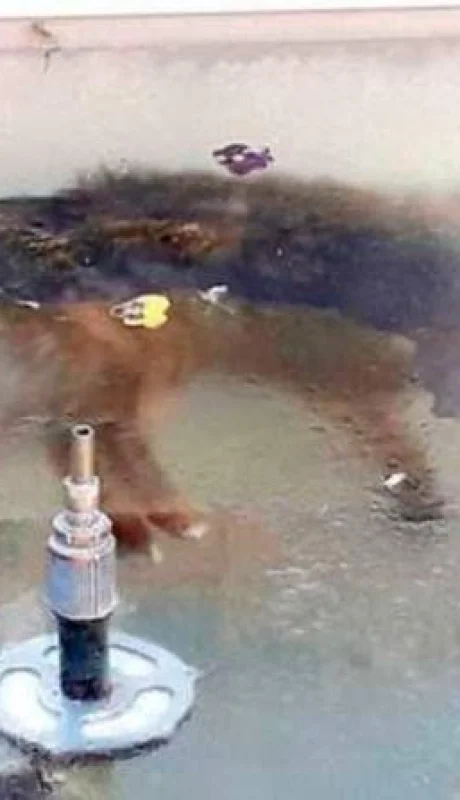 perro-congelado-fuente-bolivia-foto-invierno-viral