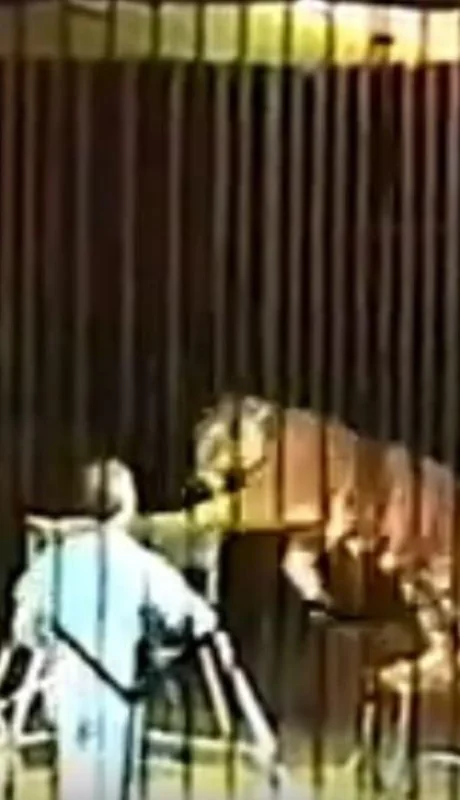 entrenador-video-foto-tigres-italia-circo