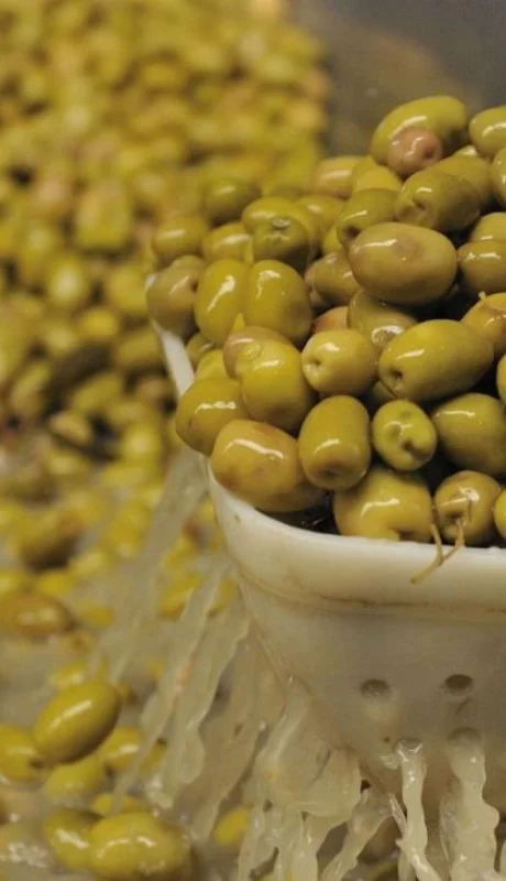 olivicultura-aceituna