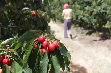 ¿Por qué la cereza de Mendoza es tan cara? Clima, costos y la batalla de las exportaciones