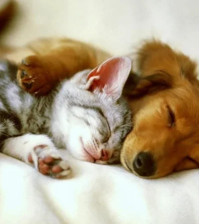 mascotas-ciencia-abrazo-perros-gatos-2