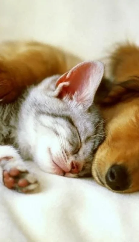 mascotas-ciencia-abrazo-perros-gatos-2