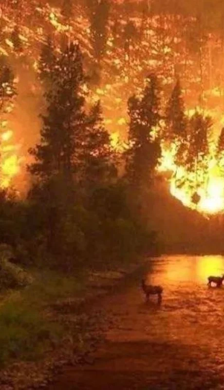 incendio-Amazonas-Río-de-La-Plata