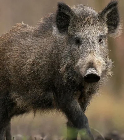 triquinosis-mendoza-jabalí-mujer-caso-san-carlos