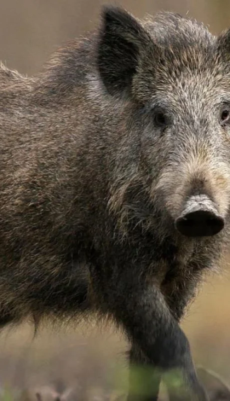 triquinosis-mendoza-jabalí-mujer-caso-san-carlos