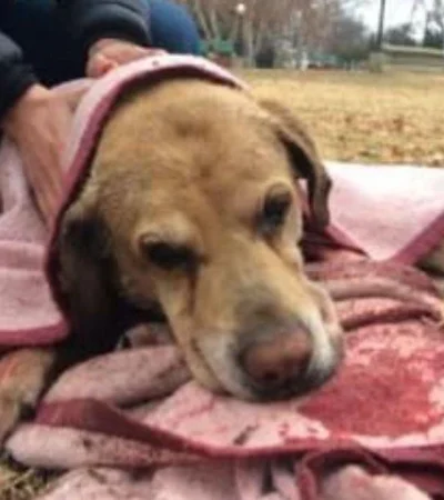 ataque-pitbull-san-rafael-perro-muerto-2