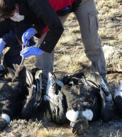 cóndor-muerte-envenenamiento-argentina