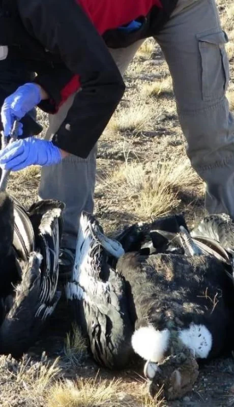 cóndor-muerte-envenenamiento-argentina