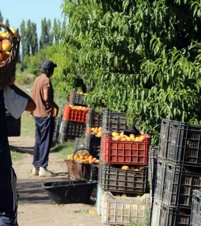 cosecha-mendoza