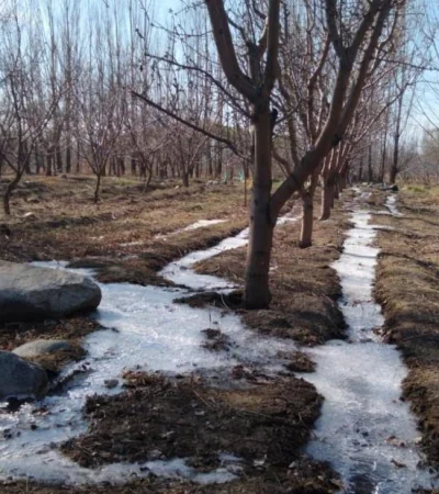 helada-negra-mendoza-cultivo-emergencia-2