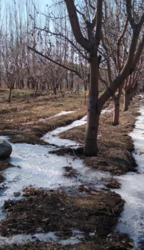 helada-negra-mendoza-cultivo-emergencia-2