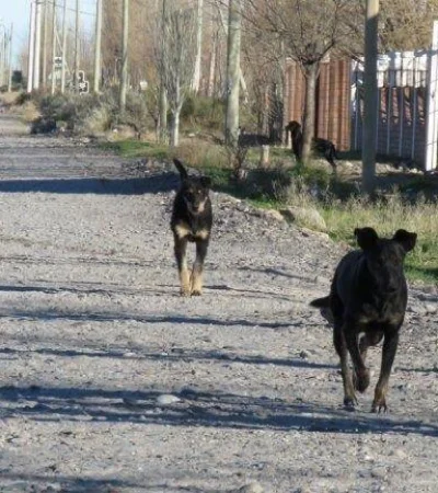 jauría-ataque-perros-niño-san-juan