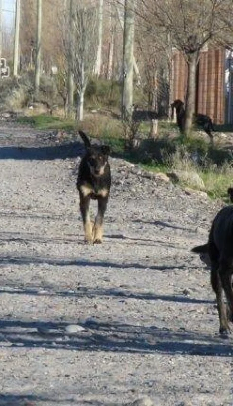 jauría-ataque-perros-niño-san-juan