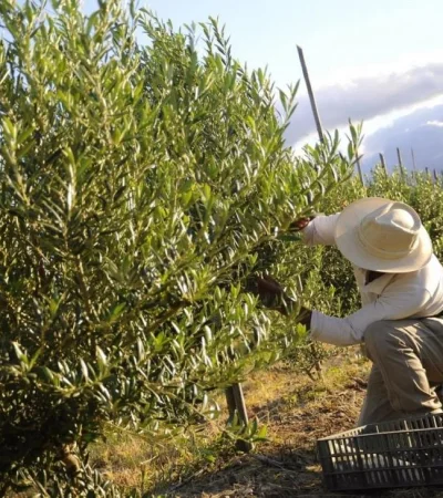 campo-reforma-mendoza