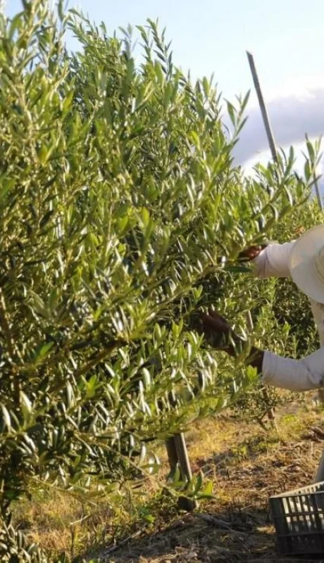 campo-reforma-mendoza