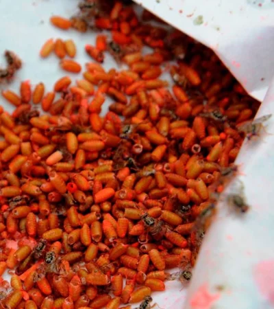 Moscas-del-Mediterráneo