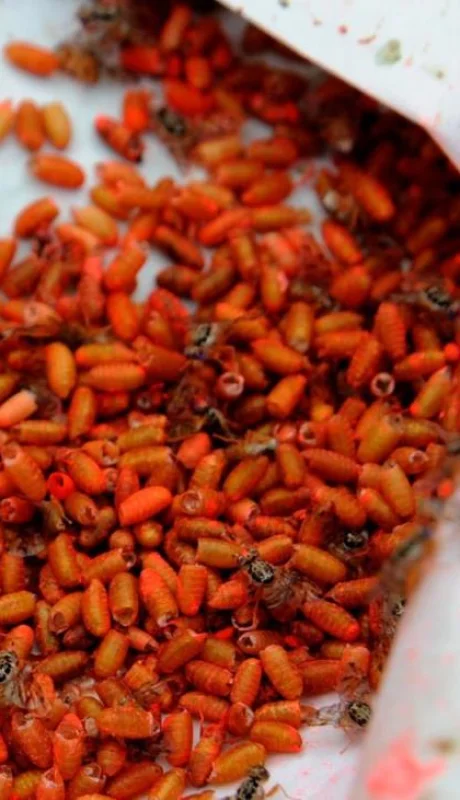 Moscas-del-Mediterráneo