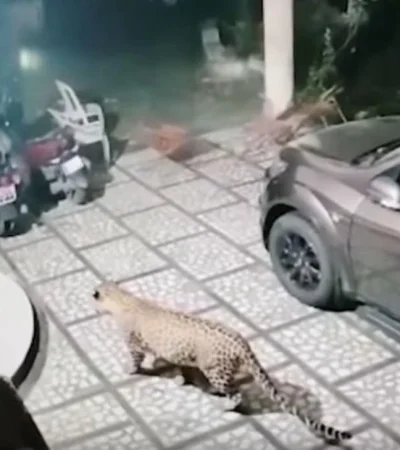 leopardo-video-ataque-perro-india-viral