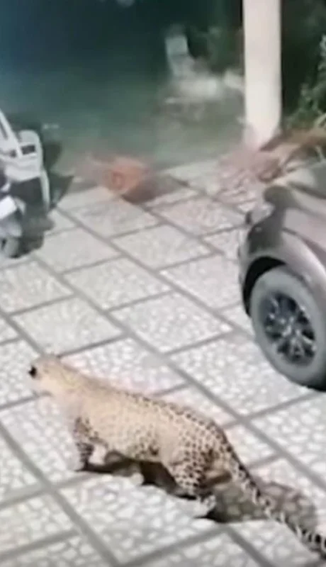 leopardo-video-ataque-perro-india-viral