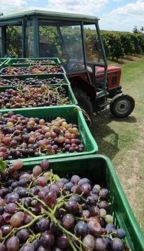 vitiviniculutra-fondo-anticíclico