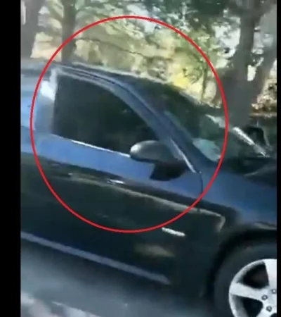 auto-ventana-gatos-video-viral-