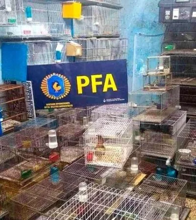 pfa
