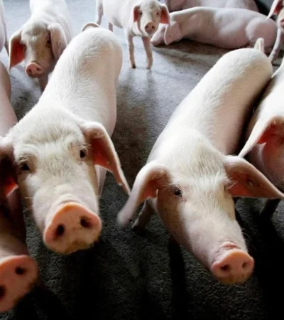 cerdi-chancho-robo-san-martin