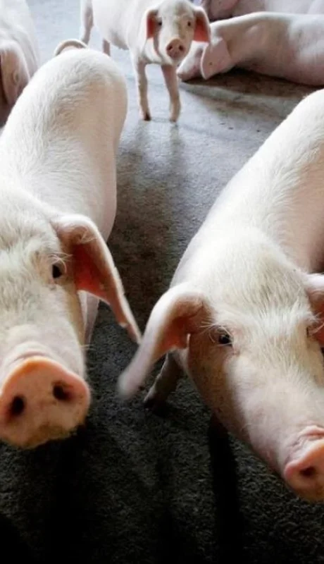 cerdi-chancho-robo-san-martin