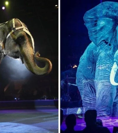 elefantes-holograma