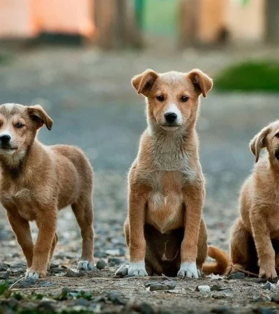 día-perro-callejero-animal-que-hacer-2