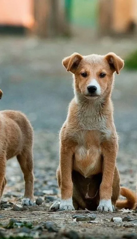 día-perro-callejero-animal-que-hacer-2