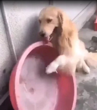 tomás-perro-mendoza-golden-retriever-calor-video