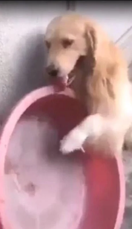 tomás-perro-mendoza-golden-retriever-calor-video