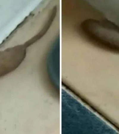 larva-de-mosca-zángano