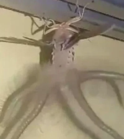 Creatonotos-gangis1