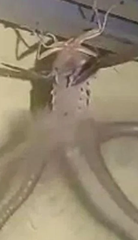 Creatonotos-gangis1