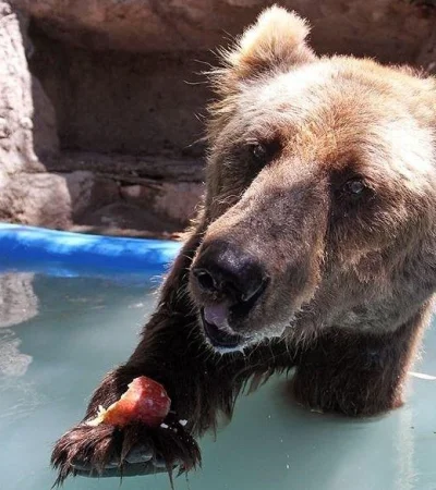 osa-mirtha-ecoparque-mendoza