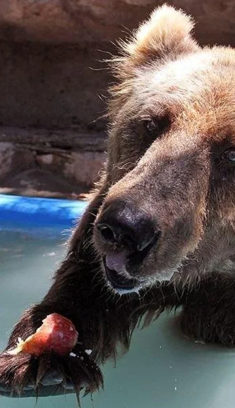 osa-mirtha-ecoparque-mendoza