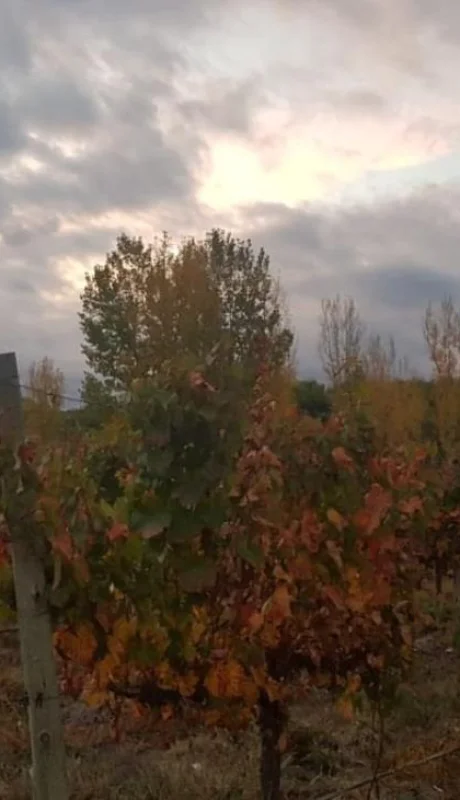 tiempo-mendoza-otoño-pronóstico-hoy-clima-12