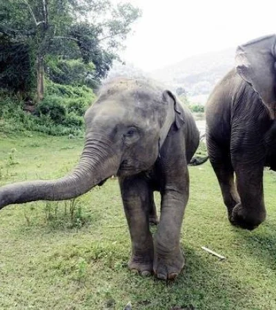 elefante-tailandia
