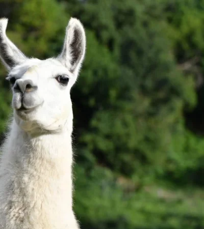 llama-attack